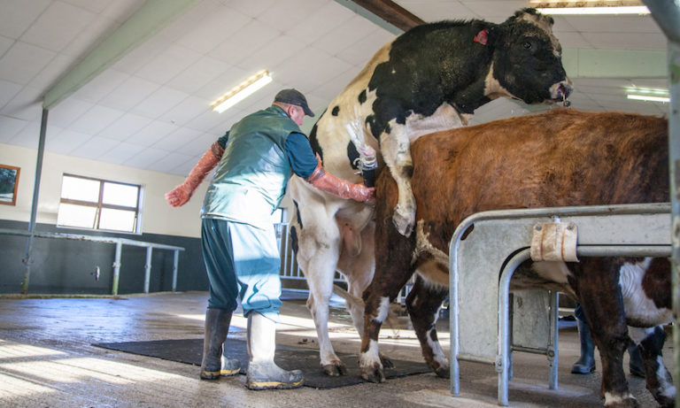 Semen Valley The NZ Agritech Hub Which Milks The Worlds Finest Bulls