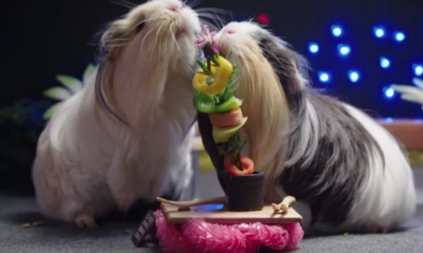 TVNZ has a reality show about guinea pigs dating… and it rocks | The