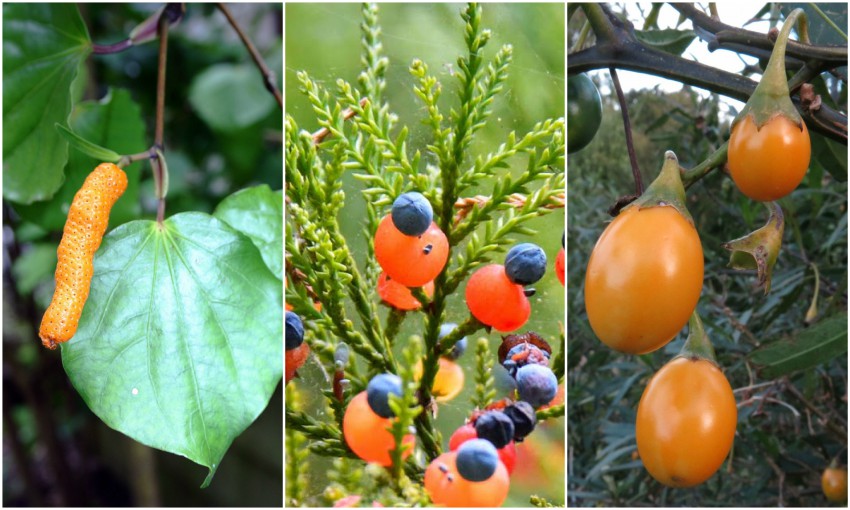 Autumn harvest native berries and the rongoā journey The Spinoff