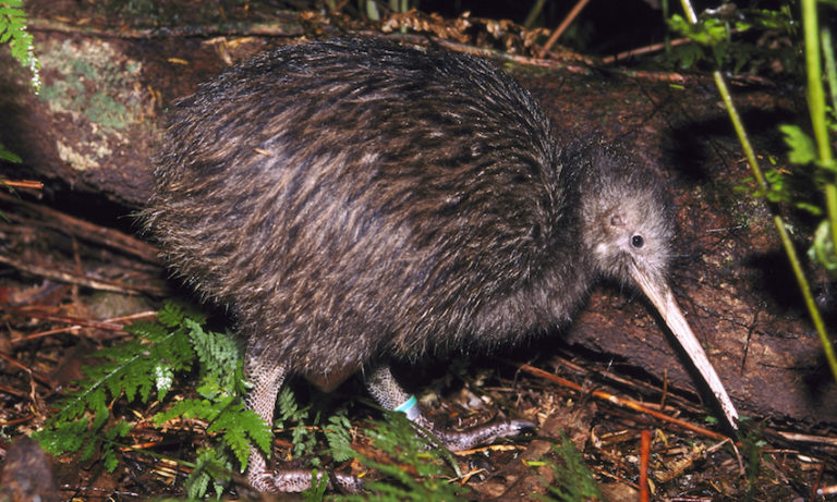 1080 does not kill kiwis – on the contrary, it helps them live | The ...