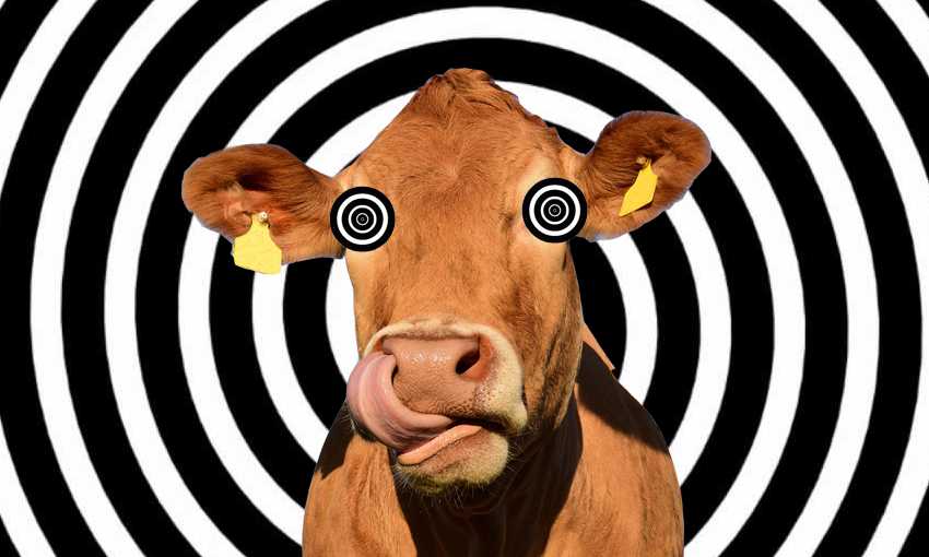 Pavlov S Cows Is This Remote Control Cow System Creepy Or The Future Of Farming The Spinoff