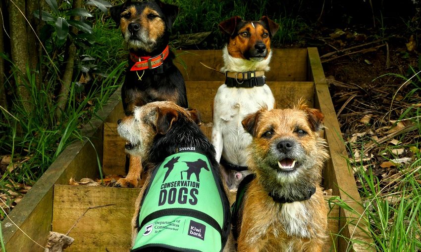 Meet the DOC dogs protecting New Zealand’s native wildlife The Spinoff