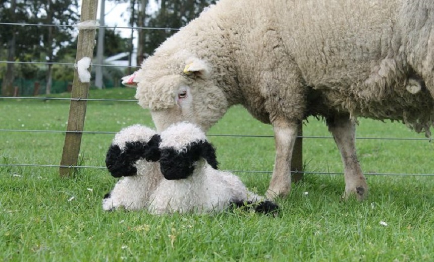 Овца на 5 ногах. Little Sheep. Valais Blacknose. Big and little Sheep.