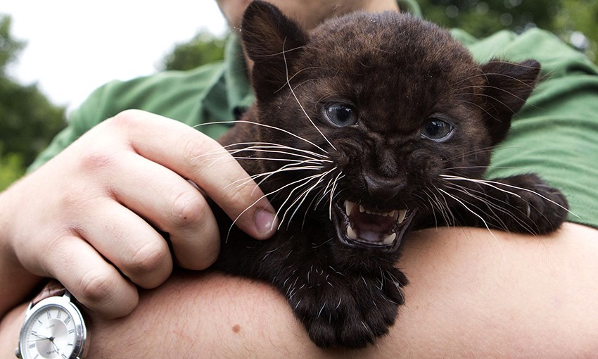 Does the Canterbury Panther exist? Six experts weigh in The Spinoff