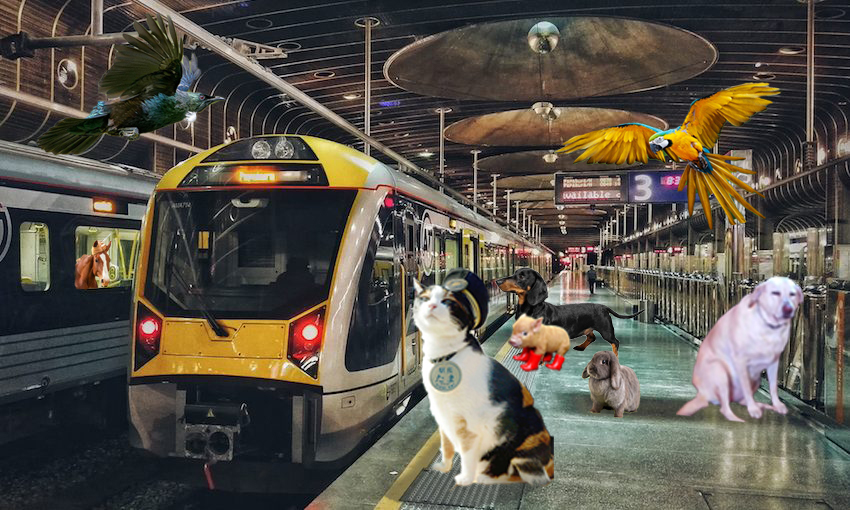Everything you need to know about taking your pet on the train The