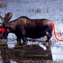Could An Uber Moose Take Over Fiordland The Spinoff