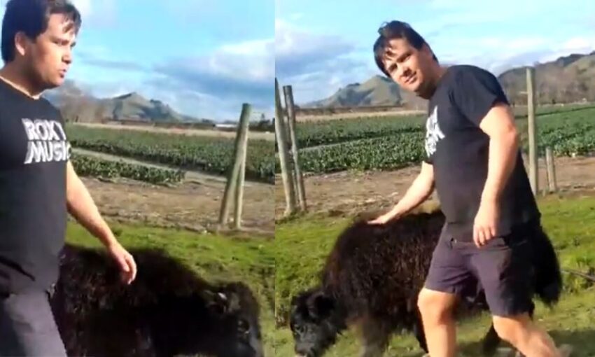 Simon Bridges in t shirt and shorts, patting a baby yak in a paddock