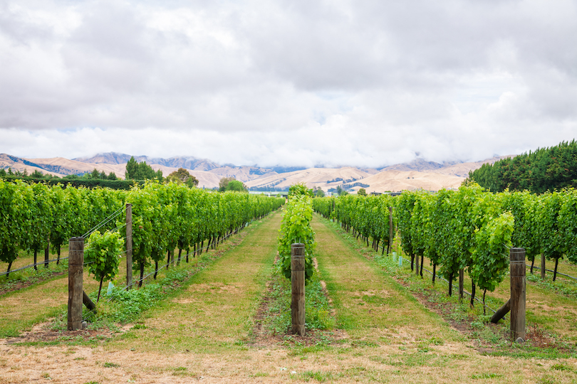 sauvignon blanc vines Marlborough