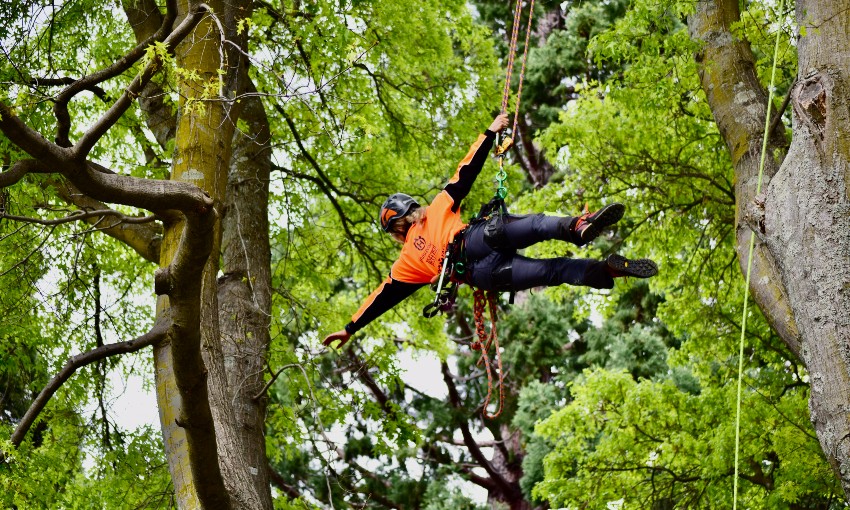 Tree climbing the greatest sport you’ve never heard of The Spinoff