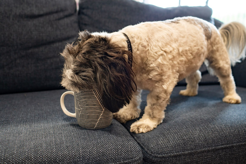 stanley the dog drinking oat milk out of a mug