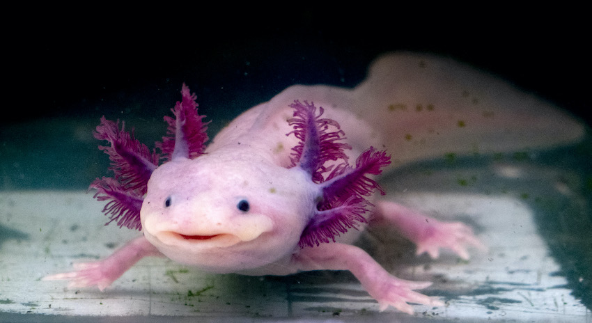 Do Not Buy Your Child An Axolotl Because Of A Video Game The Spinoff
