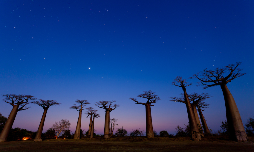 baobab trees