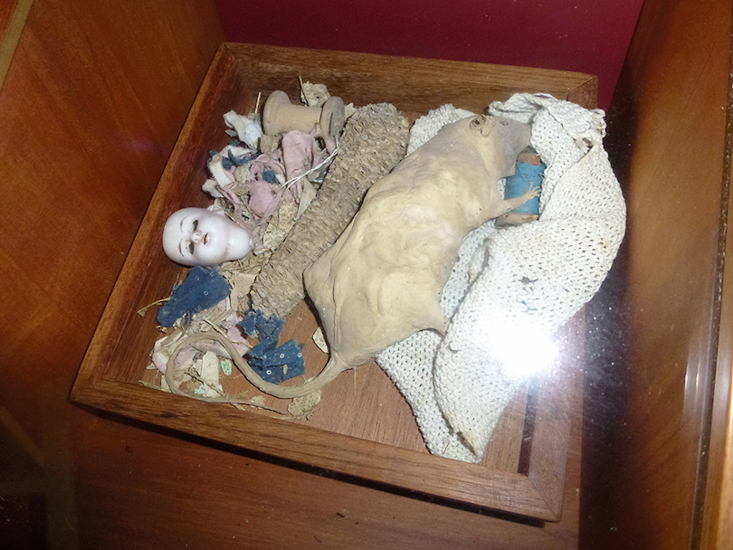 Horrible image de cauchemar d'un taux momifié dans un tiroir qui contient également inexplicablement une tête de poupée